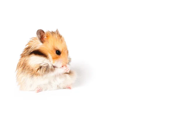 Hamster vergadering en eten — Stockfoto