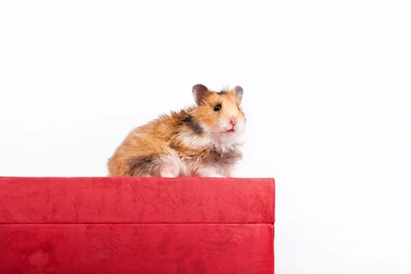 Hamster sentado na caixa — Fotografia de Stock