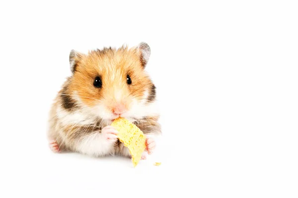 Hamster sits and eats — Stock Photo, Image