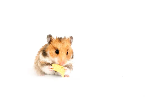Hamsteri istuu ja syö — kuvapankkivalokuva