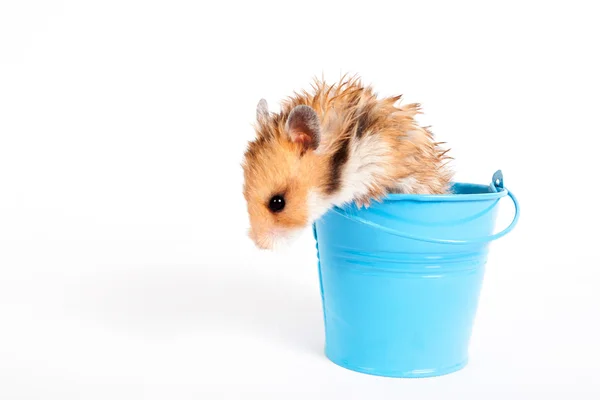 Hamster in a decorative bucket — Stock Photo, Image