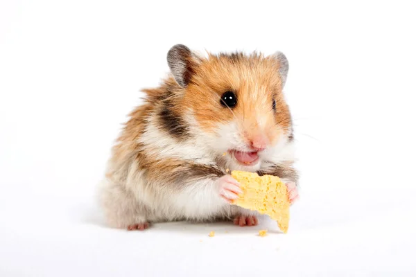 Hamster sitter och äter — Stockfoto