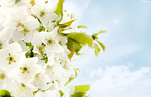 Background blossoming cherry branch — Stock Photo, Image