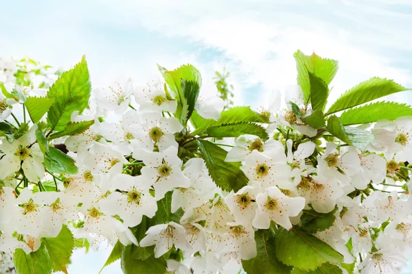 Hintergrund blühender Kirschzweig — Stockfoto