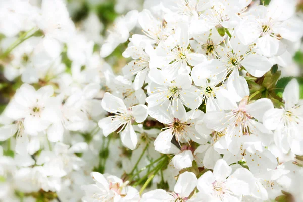 Hintergrund blühender Kirschzweig — Stockfoto