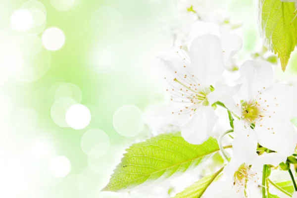 Background blossoming cherry branch — Stock Photo, Image