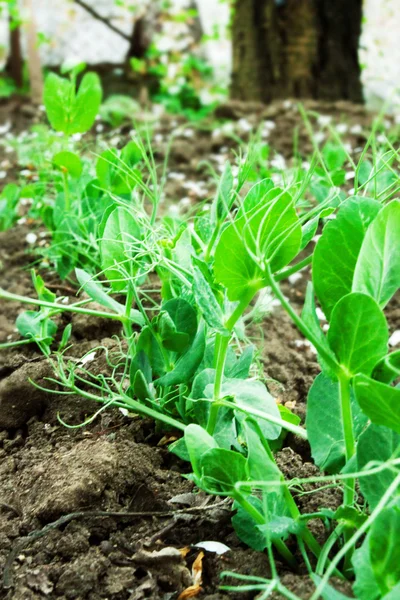 Pea sprouts on the field — Stock Photo, Image