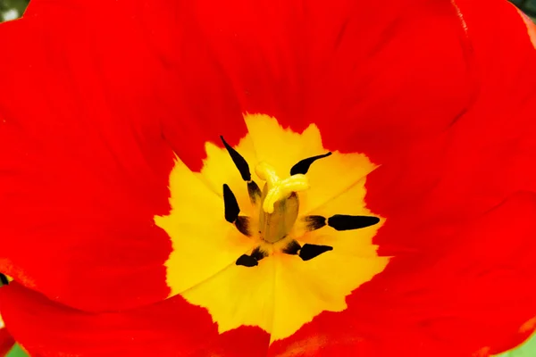 Фон відкритий червоний тюльпан — стокове фото