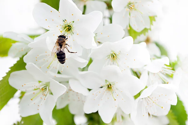 Hintergrund blühender Kirschzweig — Stockfoto