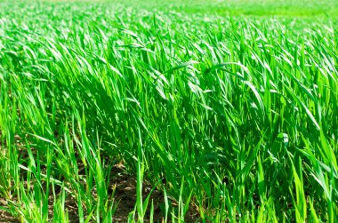 gür yeşil çim arka plan