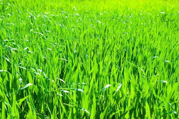 Lush green grass background — Stock Photo, Image