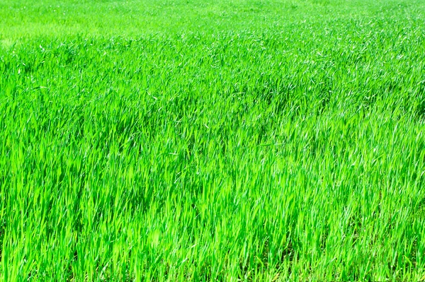 Saftig grünes Gras — Stockfoto