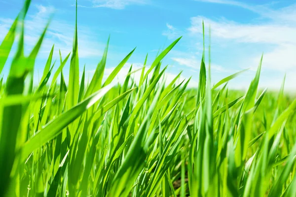 Lush green grass with blue sky background — Stock Photo, Image