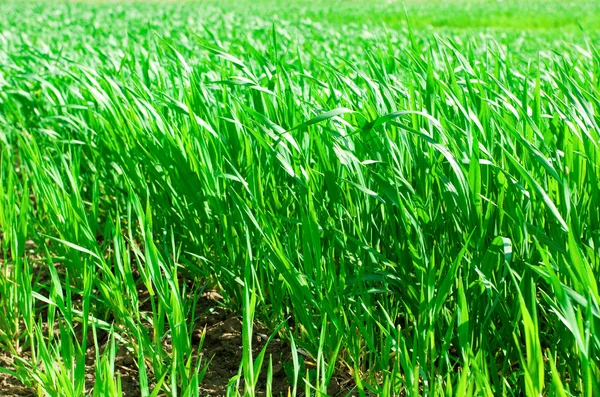 gür yeşil çim arka plan