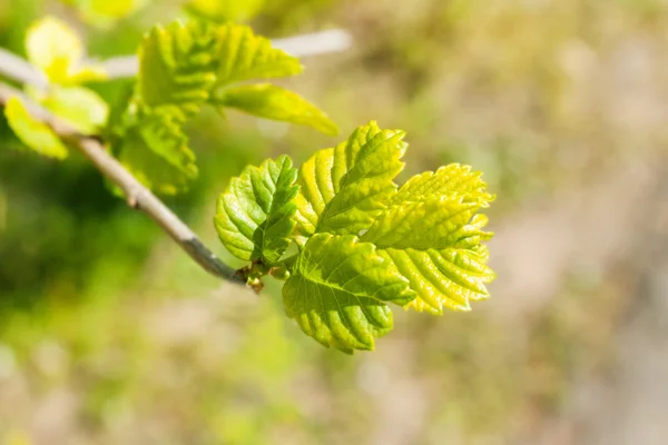 Folhas verdes fundo — Fotografia de Stock