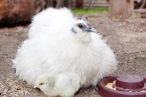 Witte kip en kuikens — Stockfoto