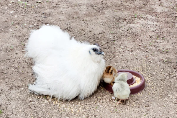 Poule blanche et poulets — Photo