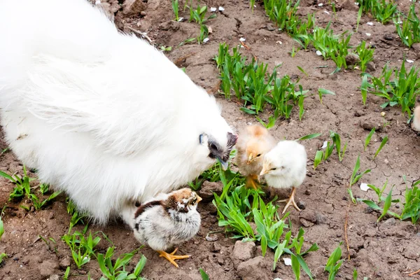 Witte kip en kuikens — Stockfoto