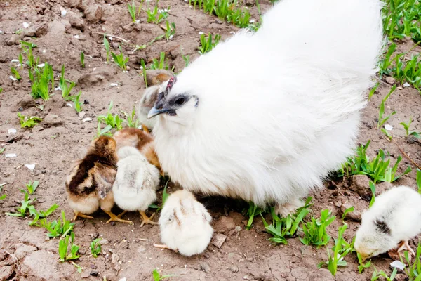 Witte kip en kuikens — Stockfoto