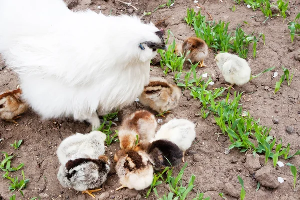 Witte kip en kuikens — Stockfoto