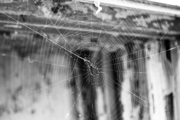 Teia de aranha em um fundo preto — Fotografia de Stock