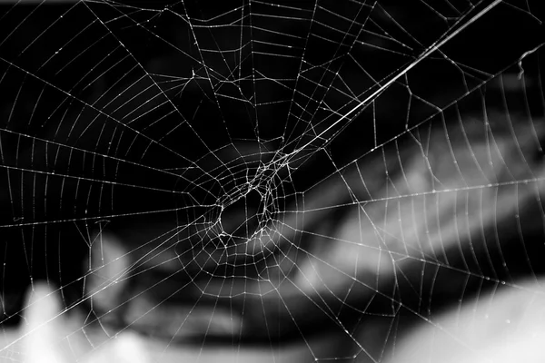 Spider web on a black background — Stock Photo, Image