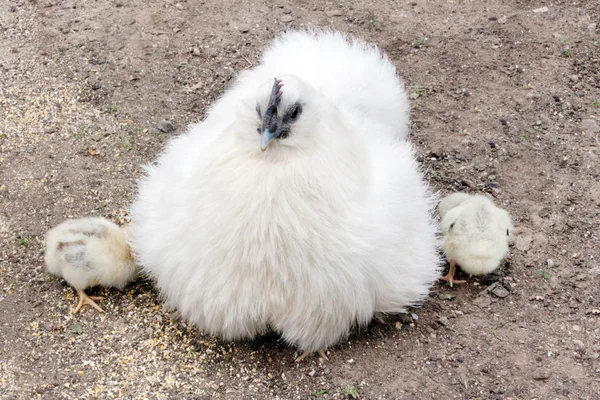 Bílá slepice a kuřata — Stock fotografie