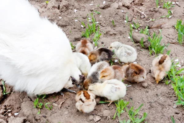 Witte kip en kuikens — Stockfoto