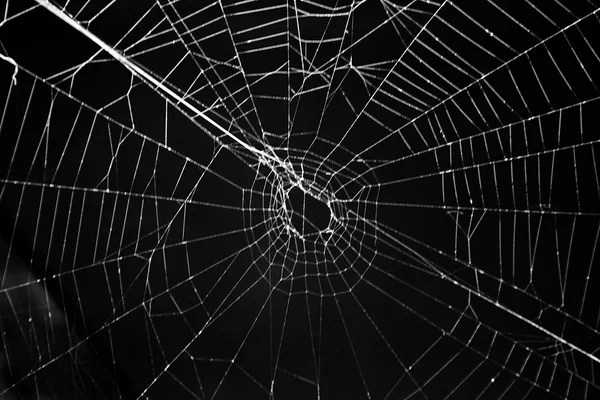 Teia de aranha em um fundo preto — Fotografia de Stock