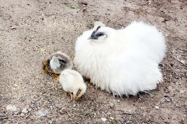 Poule blanche et poulets — Photo