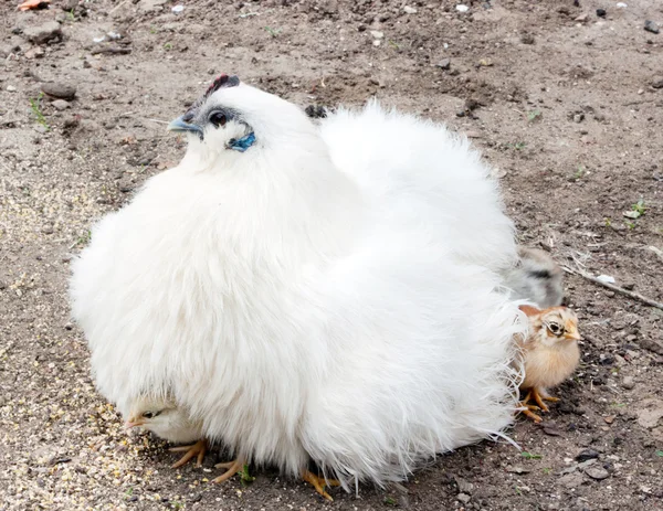 Biała kura i kurczaki — Zdjęcie stockowe