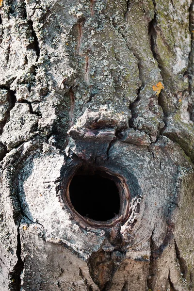 오래 된 나무의 속이 빈 로열티 프리 스톡 사진