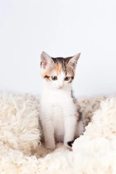Gatito sentado en una alfombra de piel para gatos — Foto de Stock