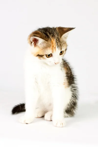 Kucing kecil yang cantik (duduk ) — Stok Foto