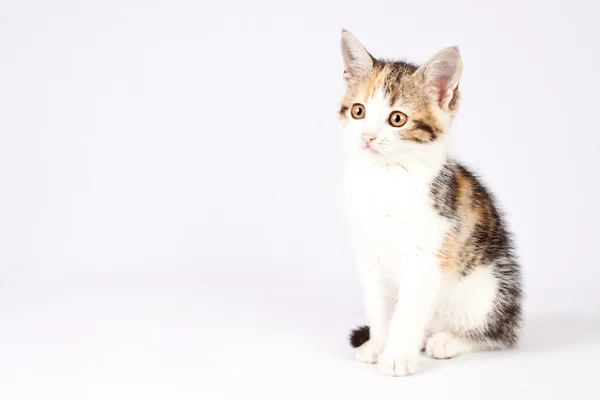 Красивый маленький котенок (сидит ) — стоковое фото