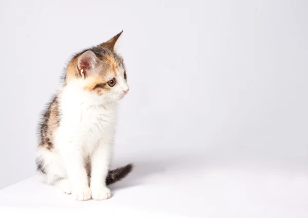 Kucing kecil yang cantik. — Stok Foto