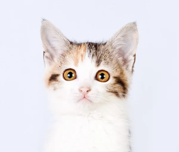 Kitten tricolor closeup — Stockfoto