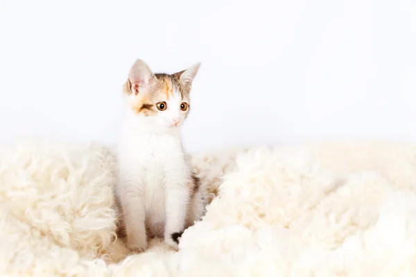 Котенок сидит на меховом ковре для кошек — стоковое фото