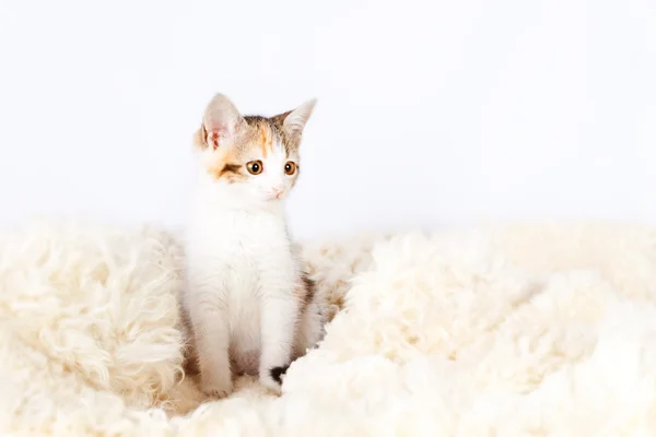 Gatinho sentado em um tapete de pele para gatos — Fotografia de Stock