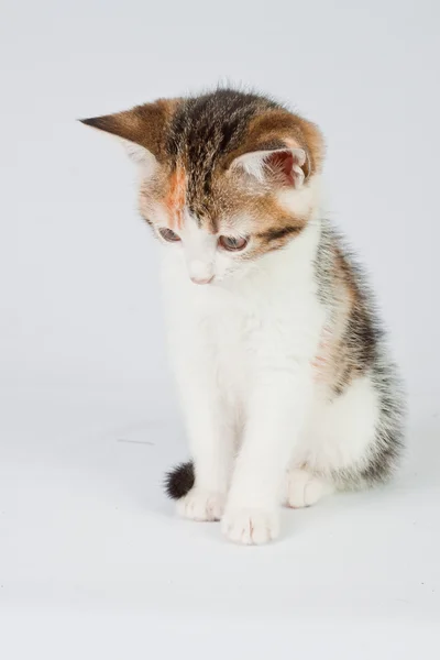 Hermoso gatito — Foto de Stock