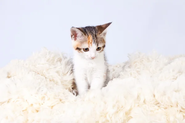 Kitten sitting on a fur rug for cats — Stock Photo, Image