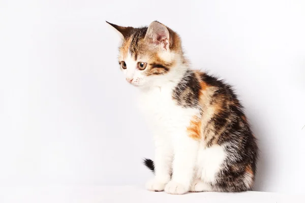 Güzel kedicik — Stok fotoğraf