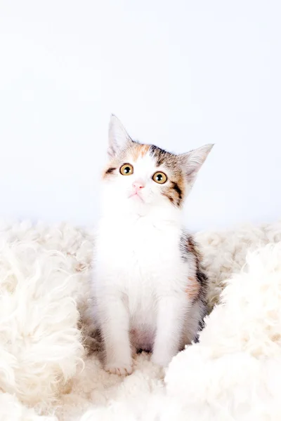 Kitten sitting on a fur rug for cats — Stock Photo, Image