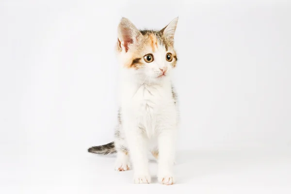 Beautiful little kitten — Stock Photo, Image