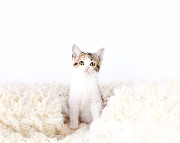 Kitten sitting on a fur rug for cats — Stock Photo, Image