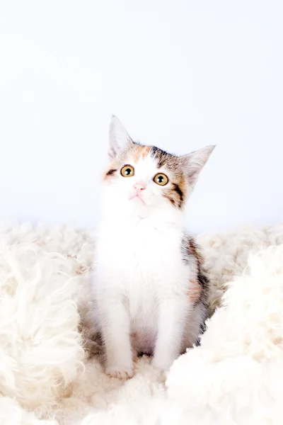 고양이 고양이 모피 양탄자에 앉아 로열티 프리 스톡 사진