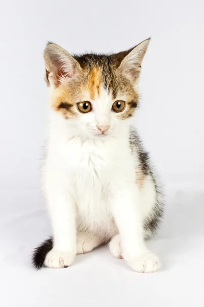 아름 다운 작은 고양이 로열티 프리 스톡 사진