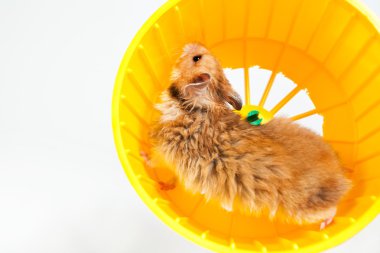 içinde çalışan tekerlek çalışan hamster
