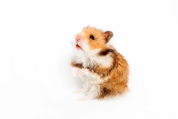 Hamster sentado em suas patas traseiras, cheirando algo e olhando — Fotografia de Stock