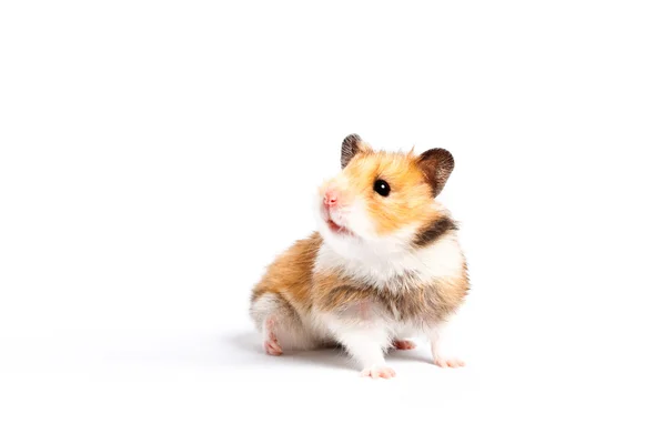 Curioso hamster closeup — Fotografia de Stock